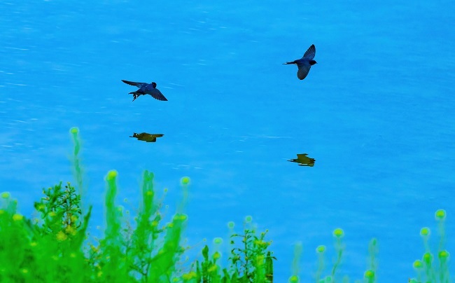 滹沱河藁城段天藍水碧，隨著天氣漸暖，南遷避冬的水鳥相繼回歸，并在這里“安家落戶”。崔素華 攝