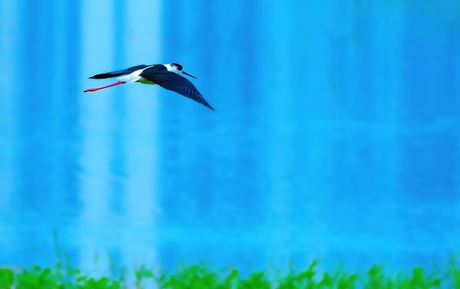 滹沱河藁城段天藍水碧，隨著天氣漸暖，南遷避冬的水鳥相繼回歸，并在這里“安家落戶”。崔素華 攝